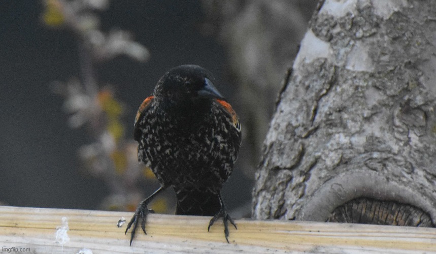 red winged blackbird | image tagged in red winged blackbird,kewlew,nikon | made w/ Imgflip meme maker