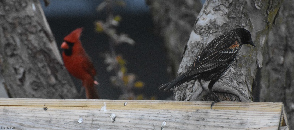 cardinal and red winged blackbird | image tagged in birds,kewlew,nikon | made w/ Imgflip meme maker