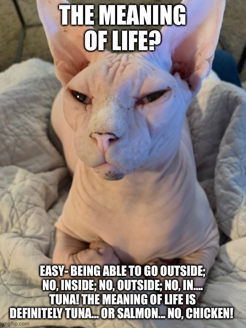 Sphinx Cat Wisdom | THE MEANING OF LIFE? EASY- BEING ABLE TO GO OUTSIDE; NO, INSIDE; NO, OUTSIDE; NO, IN.... TUNA! THE MEANING OF LIFE IS DEFINITELY TUNA... OR SALMON... NO, CHICKEN! | image tagged in funny cats | made w/ Imgflip meme maker