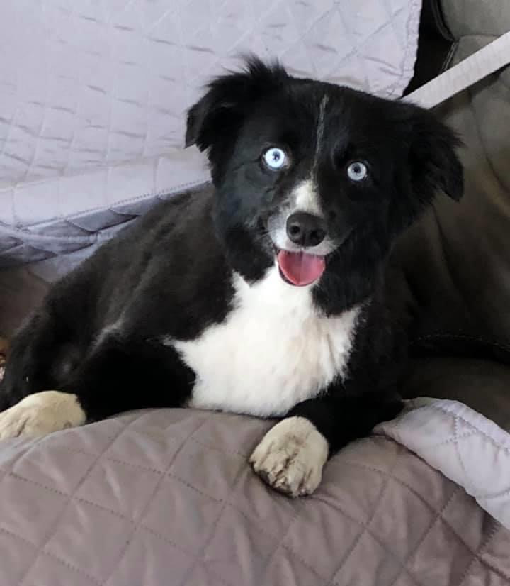 Gidget Blank Meme Template