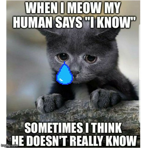 Cats Cute Memes Gifs Imgflip