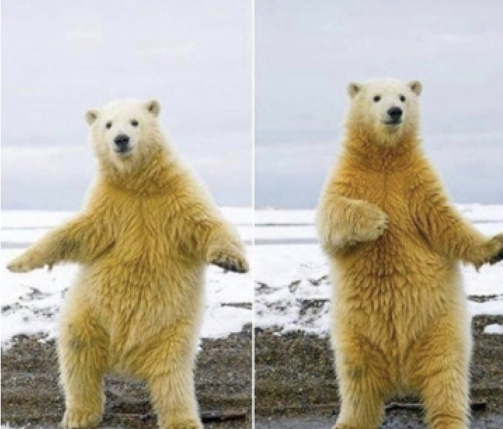 High Quality Bear dance Blank Meme Template