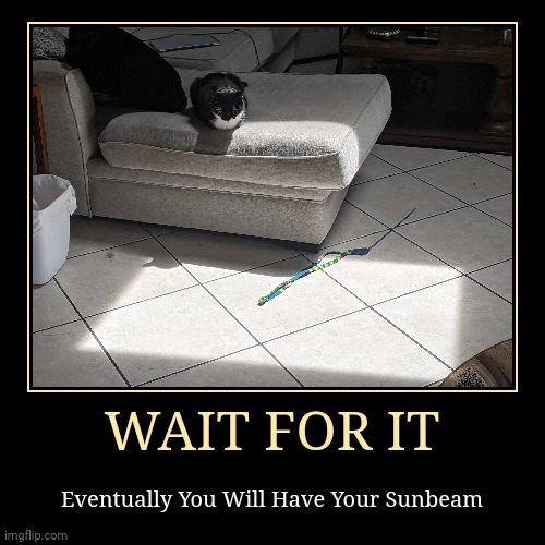 Patience is a virtue | image tagged in funny,demotivationals,cats | made w/ Imgflip demotivational maker