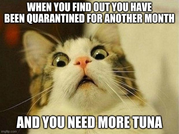 Need More Tuna | WHEN YOU FIND OUT YOU HAVE BEEN QUARANTINED FOR ANOTHER MONTH; AND YOU NEED MORE TUNA | image tagged in memes,scared cat,pandemic | made w/ Imgflip meme maker