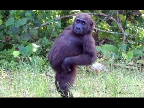 posing gorilla Blank Meme Template