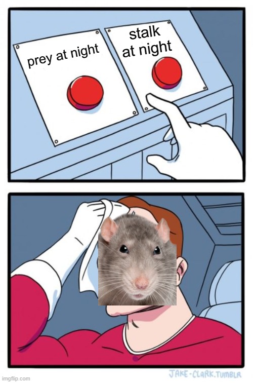 We're the rats |  stalk at night; prey at night | image tagged in memes,two buttons | made w/ Imgflip meme maker