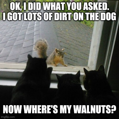 CATS SPY | OK, I DID WHAT YOU ASKED.
I GOT LOTS OF DIRT ON THE DOG; NOW WHERE'S MY WALNUTS? | image tagged in cats,funny cats,squirrel | made w/ Imgflip meme maker