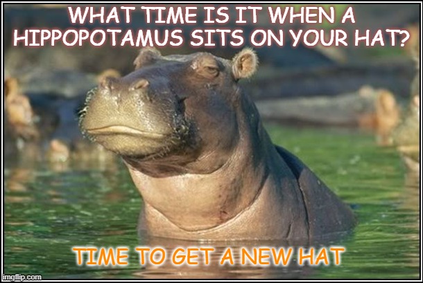 Bad Dad Jokes 2020 Best of the Worst March 30th | WHAT TIME IS IT WHEN A HIPPOPOTAMUS SITS ON YOUR HAT? TIME TO GET A NEW HAT | image tagged in skeptical hippo | made w/ Imgflip meme maker
