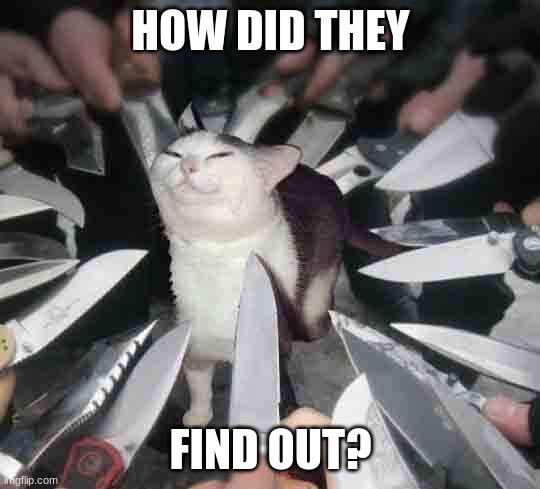 Knife Cat | HOW DID THEY; FIND OUT? | image tagged in knife cat | made w/ Imgflip meme maker