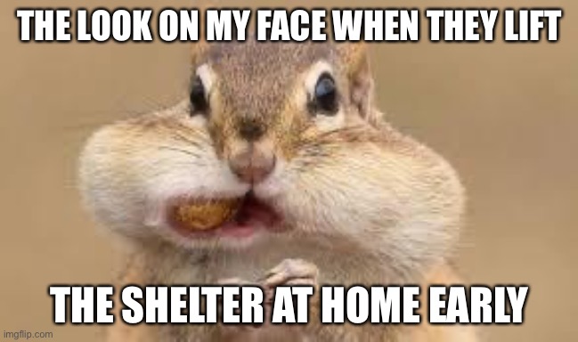 Chipmunk | THE LOOK ON MY FACE WHEN THEY LIFT; THE SHELTER AT HOME EARLY | image tagged in chipmunk | made w/ Imgflip meme maker