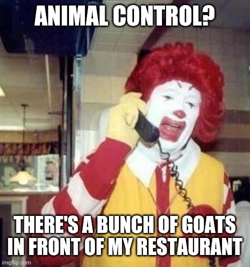 Ronald McDonald Temp | ANIMAL CONTROL? THERE'S A BUNCH OF GOATS IN FRONT OF MY RESTAURANT | image tagged in ronald mcdonald temp | made w/ Imgflip meme maker