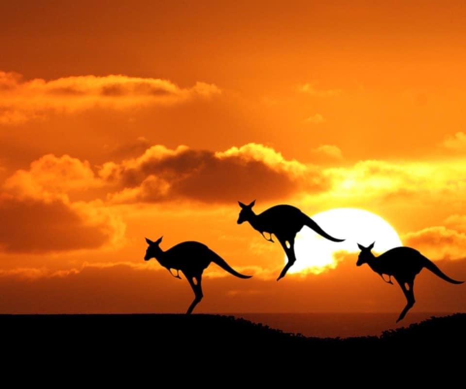 Kangaroo sunset Blank Meme Template