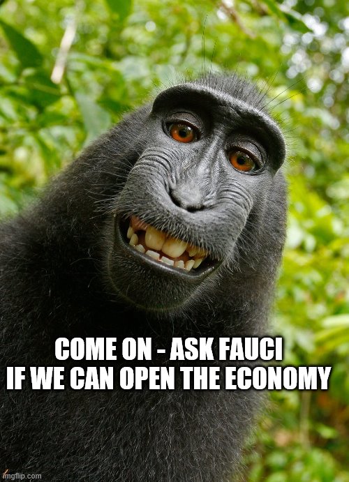 funny monkey | COME ON - ASK FAUCI 
IF WE CAN OPEN THE ECONOMY | image tagged in funny monkey | made w/ Imgflip meme maker