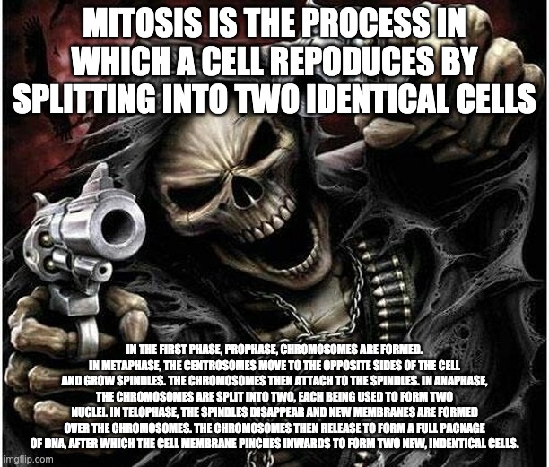 Badass Skeleton | MITOSIS IS THE PROCESS IN WHICH A CELL REPODUCES BY SPLITTING INTO TWO IDENTICAL CELLS; IN THE FIRST PHASE, PROPHASE, CHROMOSOMES ARE FORMED. IN METAPHASE, THE CENTROSOMES MOVE TO THE OPPOSITE SIDES OF THE CELL AND GROW SPINDLES. THE CHROMOSOMES THEN ATTACH TO THE SPINDLES. IN ANAPHASE, THE CHROMOSOMES ARE SPLIT INTO TWO, EACH BEING USED TO FORM TWO NUCLEI. IN TELOPHASE, THE SPINDLES DISAPPEAR AND NEW MEMBRANES ARE FORMED OVER THE CHROMOSOMES. THE CHROMOSOMES THEN RELEASE TO FORM A FULL PACKAGE OF DNA, AFTER WHICH THE CELL MEMBRANE PINCHES INWARDS TO FORM TWO NEW, INDENTICAL CELLS. | image tagged in badass skeleton | made w/ Imgflip meme maker