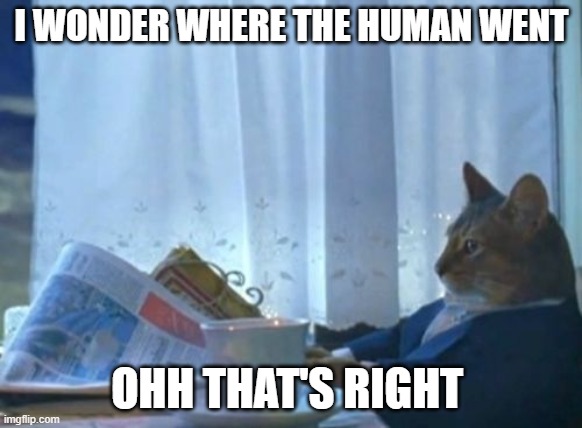 I Should Buy A Boat Cat Meme | I WONDER WHERE THE HUMAN WENT; OHH THAT'S RIGHT | image tagged in memes,i should buy a boat cat | made w/ Imgflip meme maker