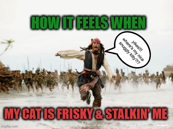 Jack Sparrow Being Chased Meme | HOW IT FEELS WHEN; yikes!!!
where's my nice snuggly kitty?!? MY CAT IS FRISKY & STALKIN' ME; Mr.JiggyFly | image tagged in jack sparrow being chased,cats,tabby cat,quarantine,kitty cat,stalker | made w/ Imgflip meme maker