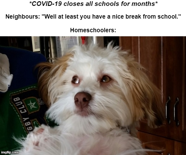 funny covid-19 homeschool meme | *COVID-19 closes all schools for months*; Neighbours: "Well at least you have a nice break from school."
 
Homeschoolers: | image tagged in homeschool | made w/ Imgflip meme maker