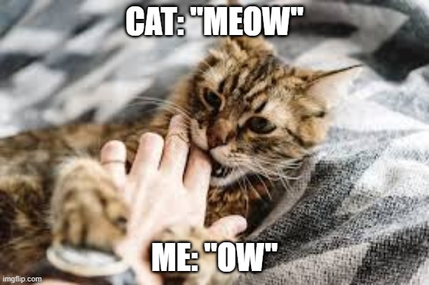 cat bite meme | CAT: "MEOW"; ME: "OW" | image tagged in cats | made w/ Imgflip meme maker