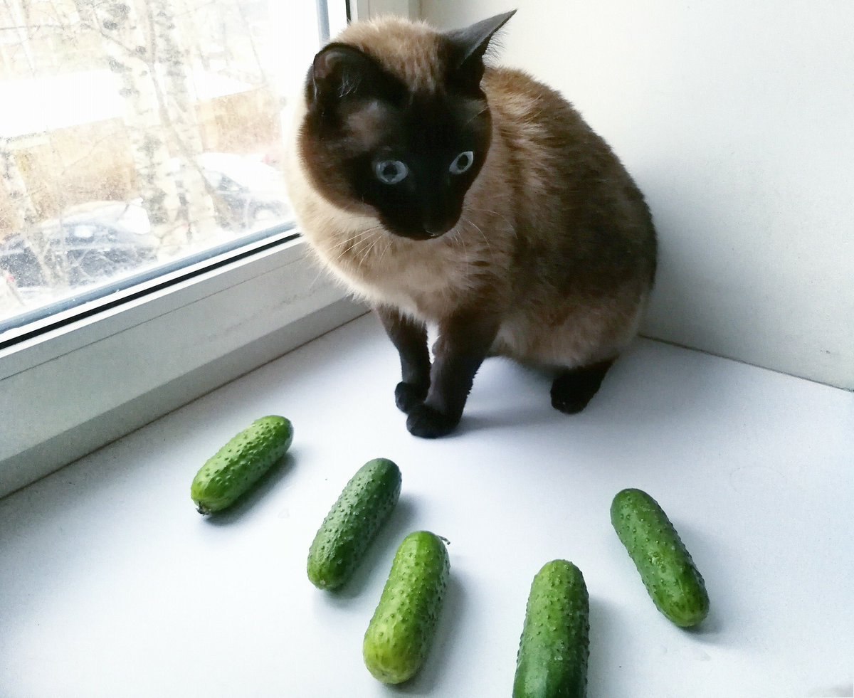 Cat scared of cucumber Blank Meme Template