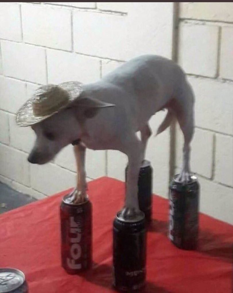 Chihuahua on beer cans Blank Meme Template