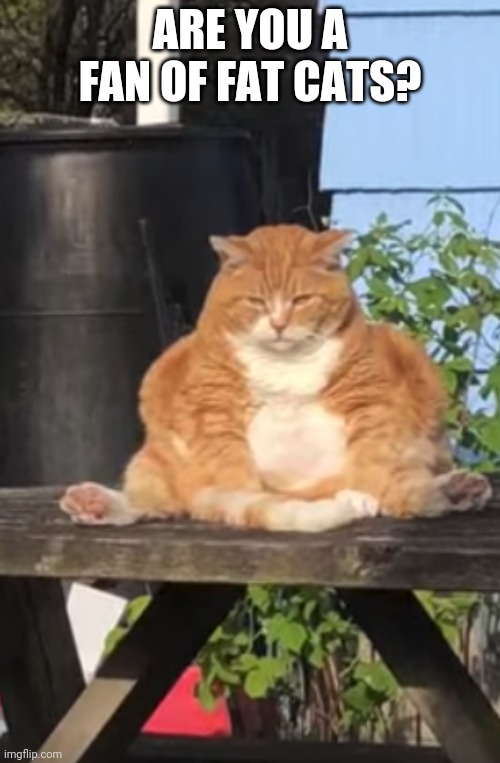 Because Chonk | ARE YOU A FAN OF FAT CATS? | image tagged in fat cat | made w/ Imgflip meme maker