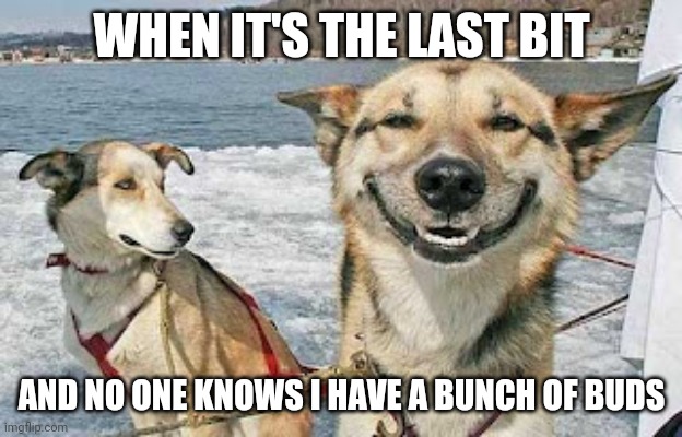 Stonerdog | WHEN IT'S THE LAST BIT; AND NO ONE KNOWS I HAVE A BUNCH OF BUDS | image tagged in memes,original stoner dog | made w/ Imgflip meme maker
