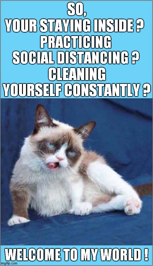 Grumpy Says,"You've Become A House Cat !" | SO, YOUR STAYING INSIDE ? PRACTICING SOCIAL DISTANCING ? CLEANING YOURSELF CONSTANTLY ? WELCOME TO MY WORLD ! | image tagged in fun,grumpy cat,social distancing | made w/ Imgflip meme maker