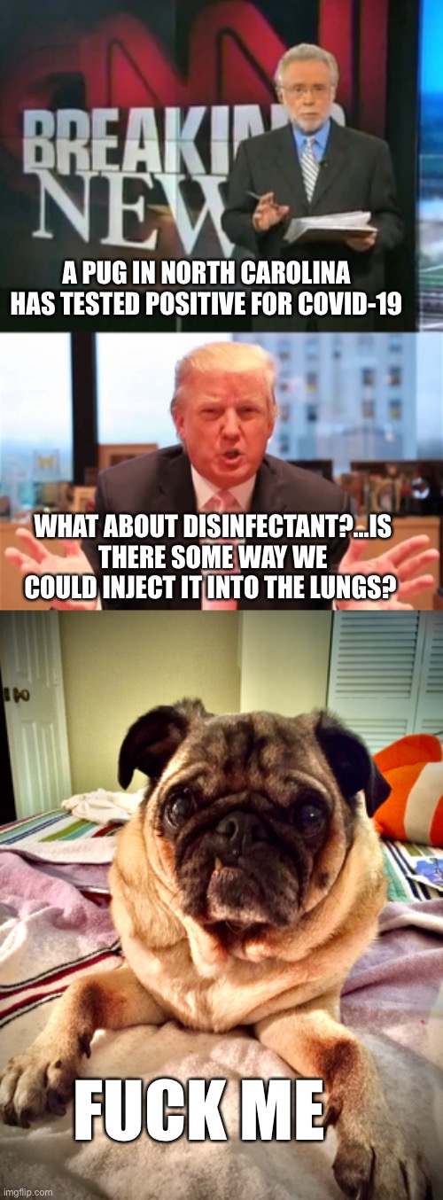 Wtf Did he really just say.... |  A PUG IN NORTH CAROLINA HAS TESTED POSITIVE FOR COVID-19; WHAT ABOUT DISINFECTANT?...IS THERE SOME WAY WE COULD INJECT IT INTO THE LUNGS? FUCK ME | image tagged in donal trump,cnn breaking news,donald trump is an idiot,covid19,pug life,wtf | made w/ Imgflip meme maker