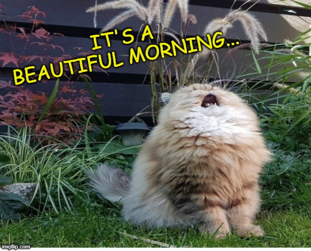 Singing Cat | IT'S A BEAUTIFUL MORNING... | image tagged in singing cat,memes,cats,the rascals,it's a beautiful morning | made w/ Imgflip meme maker