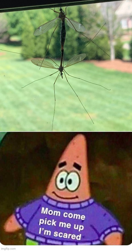 I Found This On My Window And Now I'm Concerned | image tagged in patrick mom come pick me up i'm scared,mutant,bugs | made w/ Imgflip meme maker