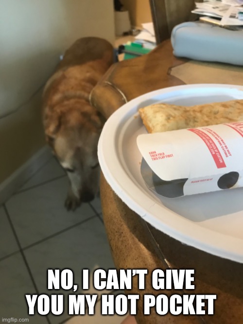 My dog whenever I have food | NO, I CAN’T GIVE YOU MY HOT POCKET | image tagged in dogs | made w/ Imgflip meme maker