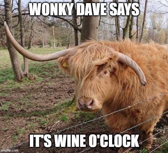 it's wine o'clock | WONKY DAVE SAYS; IT'S WINE O'CLOCK | image tagged in humour,cows,lockdown,wine,drink,scotland | made w/ Imgflip meme maker