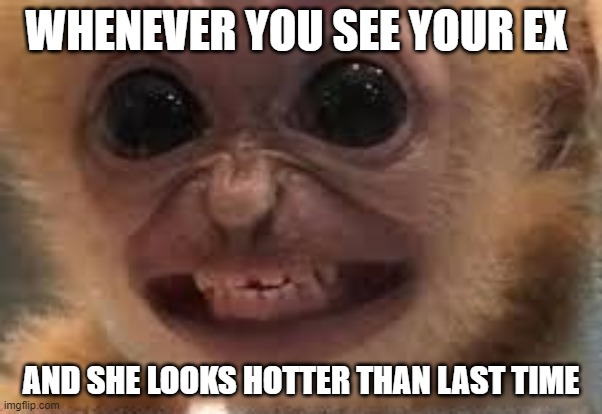 Monkey | WHENEVER YOU SEE YOUR EX; AND SHE LOOKS HOTTER THAN LAST TIME | image tagged in funny | made w/ Imgflip meme maker