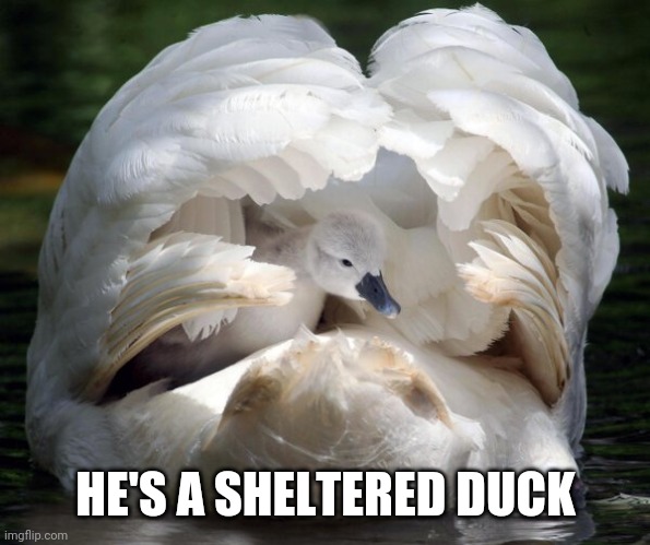 OR IS IT A SWAN? | HE'S A SHELTERED DUCK | image tagged in duck,duckling | made w/ Imgflip meme maker