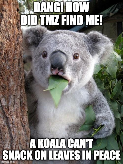 Surprised Koala Meme | DANG! HOW DID TMZ FIND ME! A KOALA CAN'T SNACK ON LEAVES IN PEACE | image tagged in memes,surprised koala | made w/ Imgflip meme maker