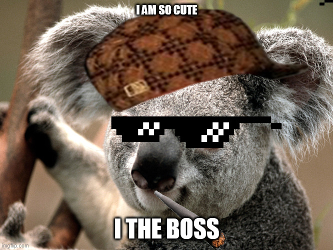 thug koala | I AM SO CUTE; I THE BOSS | image tagged in koala | made w/ Imgflip meme maker