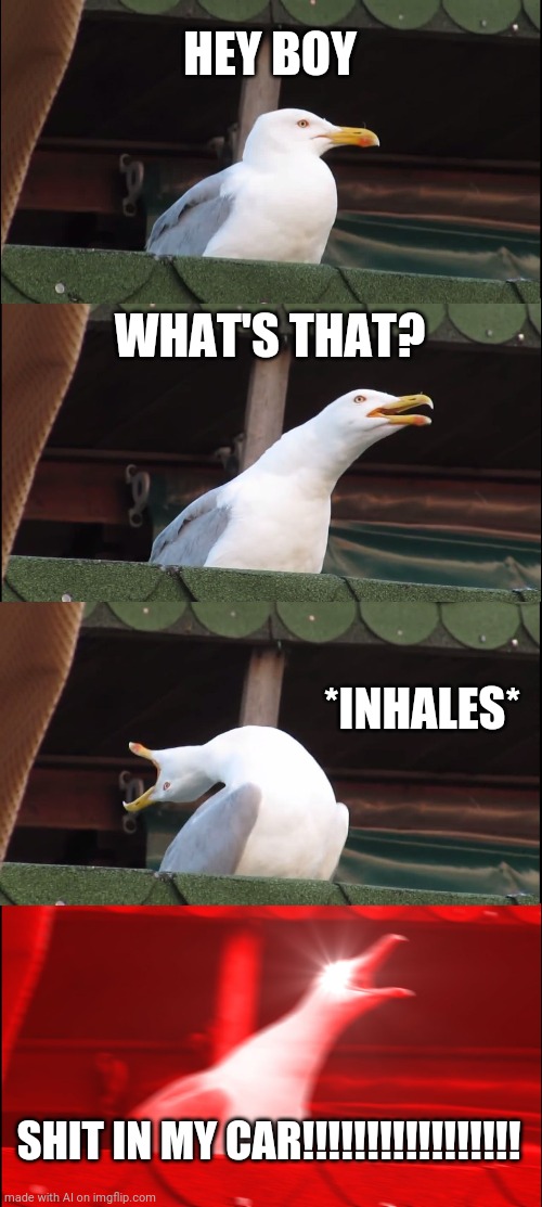 Inhaling Seagull | HEY BOY; WHAT'S THAT? *INHALES*; SHIT IN MY CAR!!!!!!!!!!!!!!!!! | image tagged in memes,inhaling seagull | made w/ Imgflip meme maker