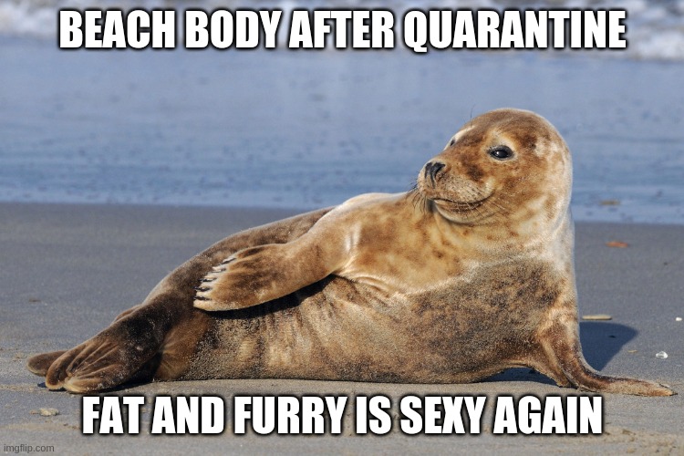Quarantine Beach Body | BEACH BODY AFTER QUARANTINE; FAT AND FURRY IS SEXY AGAIN | image tagged in covid,quarantine,fat,seal,sea lion,overweight | made w/ Imgflip meme maker