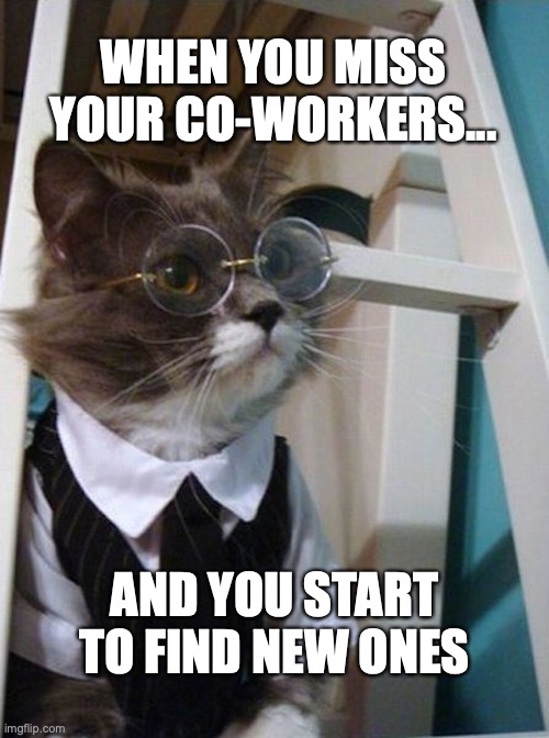 Cat-Suit-Glasses | WHEN YOU MISS YOUR CO-WORKERS... AND YOU START TO FIND NEW ONES | image tagged in cat-suit-glasses | made w/ Imgflip meme maker