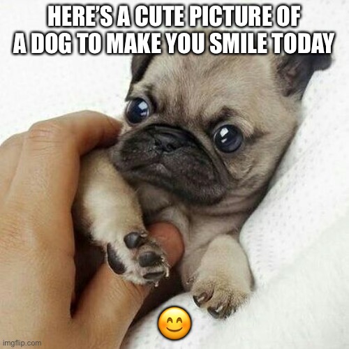 HERE’S A CUTE PICTURE OF A DOG TO MAKE YOU SMILE TODAY; 😊 | made w/ Imgflip meme maker