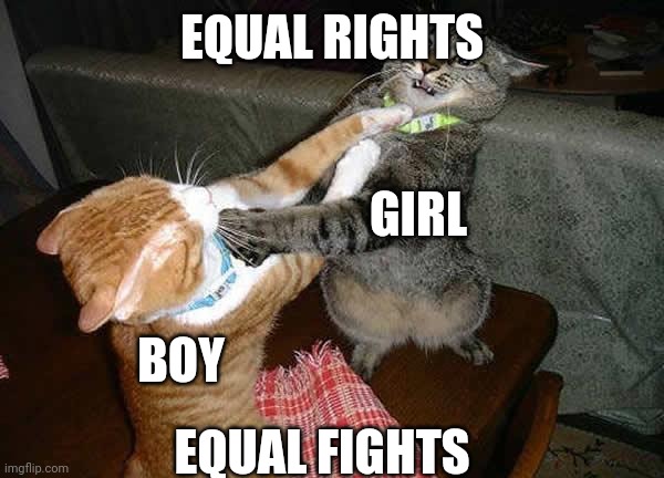 Two cats fighting for real | EQUAL RIGHTS EQUAL FIGHTS BOY GIRL | image tagged in two cats fighting for real | made w/ Imgflip meme maker