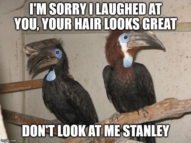 Hair coloring at home | I'M SORRY I LAUGHED AT YOU, YOUR HAIR LOOKS GREAT; DON'T LOOK AT ME STANLEY | image tagged in hair | made w/ Imgflip meme maker