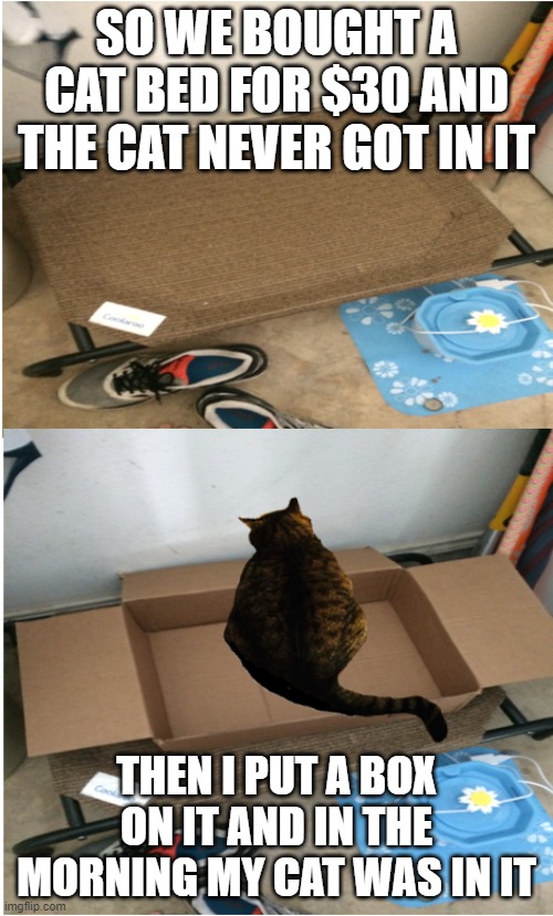 A waste of my money | SO WE BOUGHT A CAT BED FOR $30 AND THE CAT NEVER GOT IN IT; THEN I PUT A BOX ON IT AND IN THE MORNING MY CAT WAS IN IT | image tagged in wasted | made w/ Imgflip meme maker