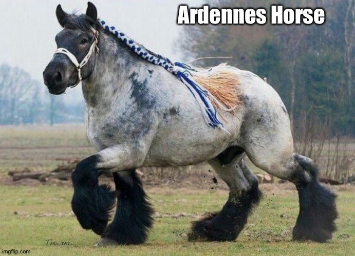 Ardennes Horse | made w/ Imgflip meme maker