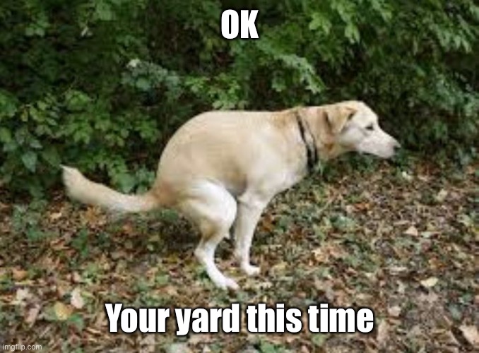 Dog pooping  | OK Your yard this time | image tagged in dog pooping | made w/ Imgflip meme maker