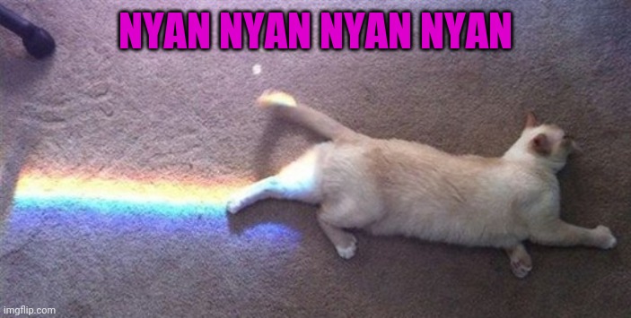 Nyan cat is real | NYAN NYAN NYAN NYAN | image tagged in funny,cats | made w/ Imgflip meme maker