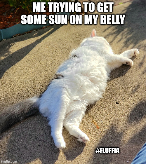 Fluffia | ME TRYING TO GET SOME SUN ON MY BELLY; #FLUFFIA | image tagged in big belly | made w/ Imgflip meme maker