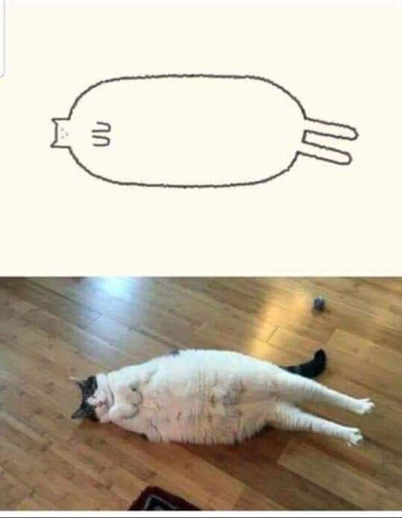 High Quality Cat Blank Meme Template