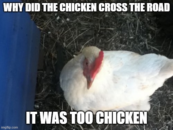 hahahahhahhah | WHY DID THE CHICKEN CROSS THE ROAD; IT WAS TOO CHICKEN | image tagged in memes,angry chicken boss | made w/ Imgflip meme maker