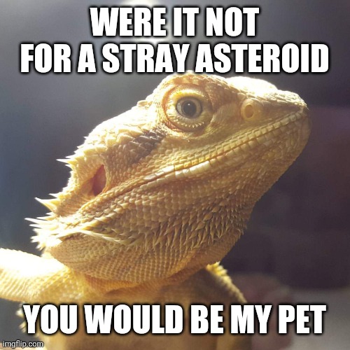 The Great And Powerful Lizard of Oz | WERE IT NOT FOR A STRAY ASTEROID; YOU WOULD BE MY PET | image tagged in the lizard of oz | made w/ Imgflip meme maker